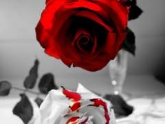 누가 라우페이를 죽였나?