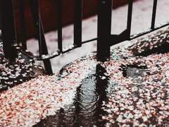 애인의 애인에게 M