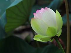 [백민] 알고 보면 사랑스러운 ep. 2