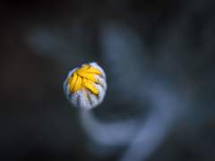 블팬버키: 마지막 응시