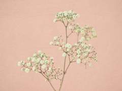 [ 섀도우헌터스 / 말렉 ] 압화