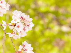 [윤홍] Blossom Candy