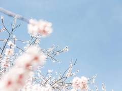 [협연] 그 언젠가의 벚꽃을