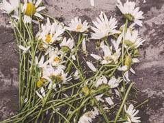 [스팁버키] 쉬운 죽음