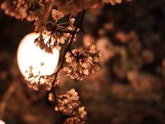 상사여귀 相思厲鬼 -3