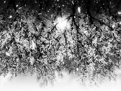 너에게, 花葬列車.