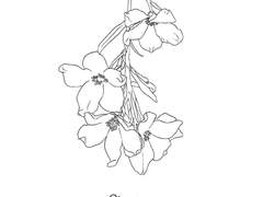 [오이카게]델피니움