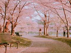 [츄챙] 봄날, 벚꽃, 그리고 너