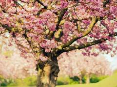 우리집에 __가 산다