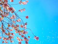 모순의 미학 春