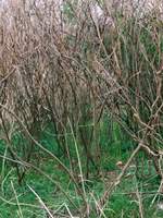 not at one point 1~4