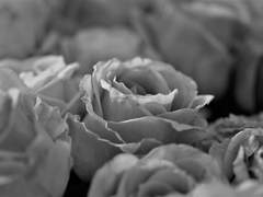 선화 커미션 (닫음)