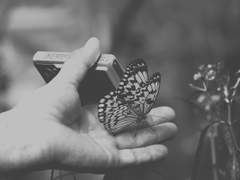 나비의 날개를 찢는 법(4)