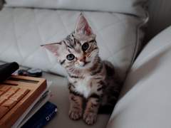 뽀시래기 노을이