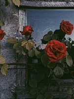 십 대 후반後半