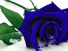 [육섭] 푸른 장미 (Blue Rose)