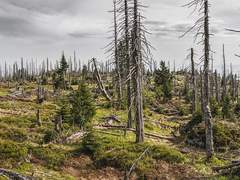 알렉매그/ 유령