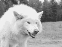 [재윈/잼런] 섹피썰 타래 백업 + 외전