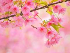 [빅토x카츠] 봄, 너는 그곳에 있었다