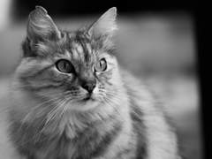 알렉매그) burnt sugar -1