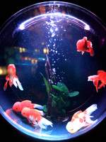 보쿠아카, 단편