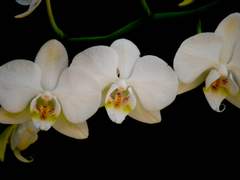 꽃이 흩날려서 예쁜 꽃비가 내리던 날, 나와 너는 만났다.