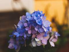 [앙스타/레이] 푸른 눈의 마녀, 사랑