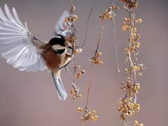 이자벨 라이트우드에 대한 단상