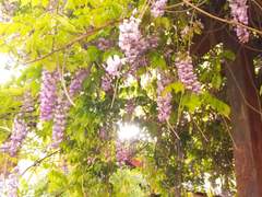 프린세스 츄츄 1, 2화 감상