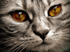 알렉매그) burnt sugar -3