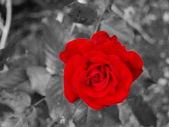 그 꽃으로 내 숨을 거두어주오 제 1화