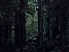 살아있는 자, 돌아가다