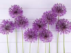 [무은무] 알리움