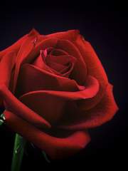 [행크코너] 장미와 안드로이드