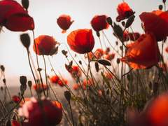 [LoGH/적금]당신, 내 사랑 - 6. 원추리