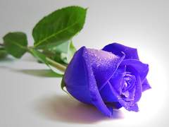 [스팁토니]보라색 장미