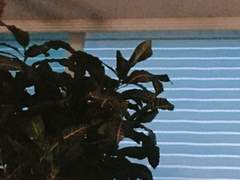 未覺夢 _미각몽