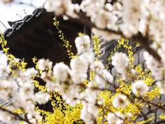 [사쿠아이] 상사화 - 두 장