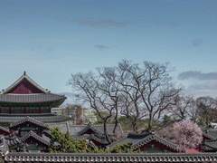 [사쿠아이] 상사화 - 세 장