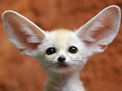 [썰] 동물 싫어하는 태형X사막 여우 수인 지민 3