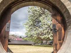 [사쿠아이] 상사화 - 네 장