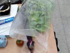 [윤빈]에코팜 상추농장 상추소녀