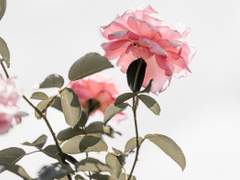 [찬백] 안녕, 내 첫사랑