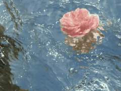 [콰지에스] 노래해요 콰지모도