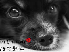 우리 집 개새끼가 말을 안 들어요.
