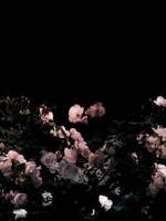 [치트퍼블] 무덤의 꽃말