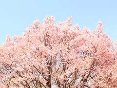 [나루토/사소사쿠]사계(四季)-봄(春):재회(再會)