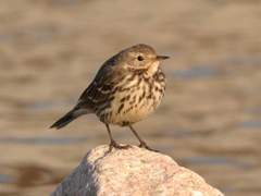 끄적거리는 종다리