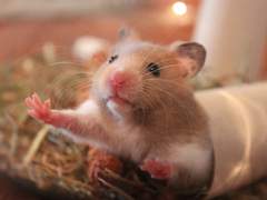 [뷔진] 흑태랑이 X 햄찌니 01.