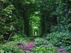 [다자아츠 / 리퀘] 늑대가 기다리는 숲